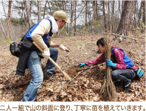 二人一組で山の斜面に登り、丁寧に苗を植えていきます。