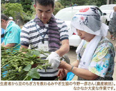 生産者から豆のもぎ方を教わるみやぎ生協の今野一彦さん（農産統括）。なかなか大変な作業です。