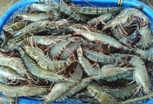 sulawesi-shrimp-project-02.JPG