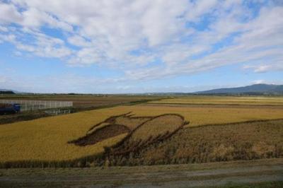 coopdeli-toki-rice-padding-field-art.jpg