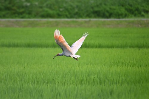 support-the-release-of-crested-ibis-into-the-wild②.jpg