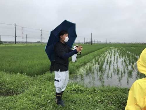 rice-paddies-1.jpg