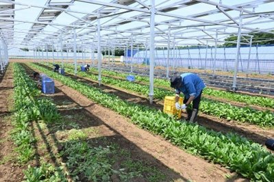 Seikatsu Club Chiba holds opening ceremony for Farm-based Solar Power Generation Facility