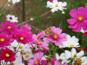 20230105_ Kyoto Botanical Garden3.jpg