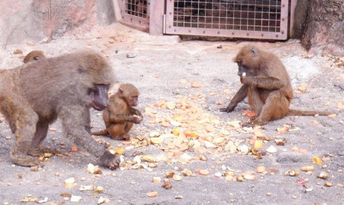 Co-op CS Net offers Surplus Agricultural Produce to Hiroshima City Asa Zoological Park 