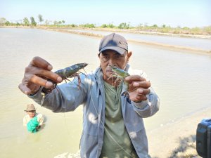 JCCU Launches ASC-certified Indonesian Black Tiger Shrimp