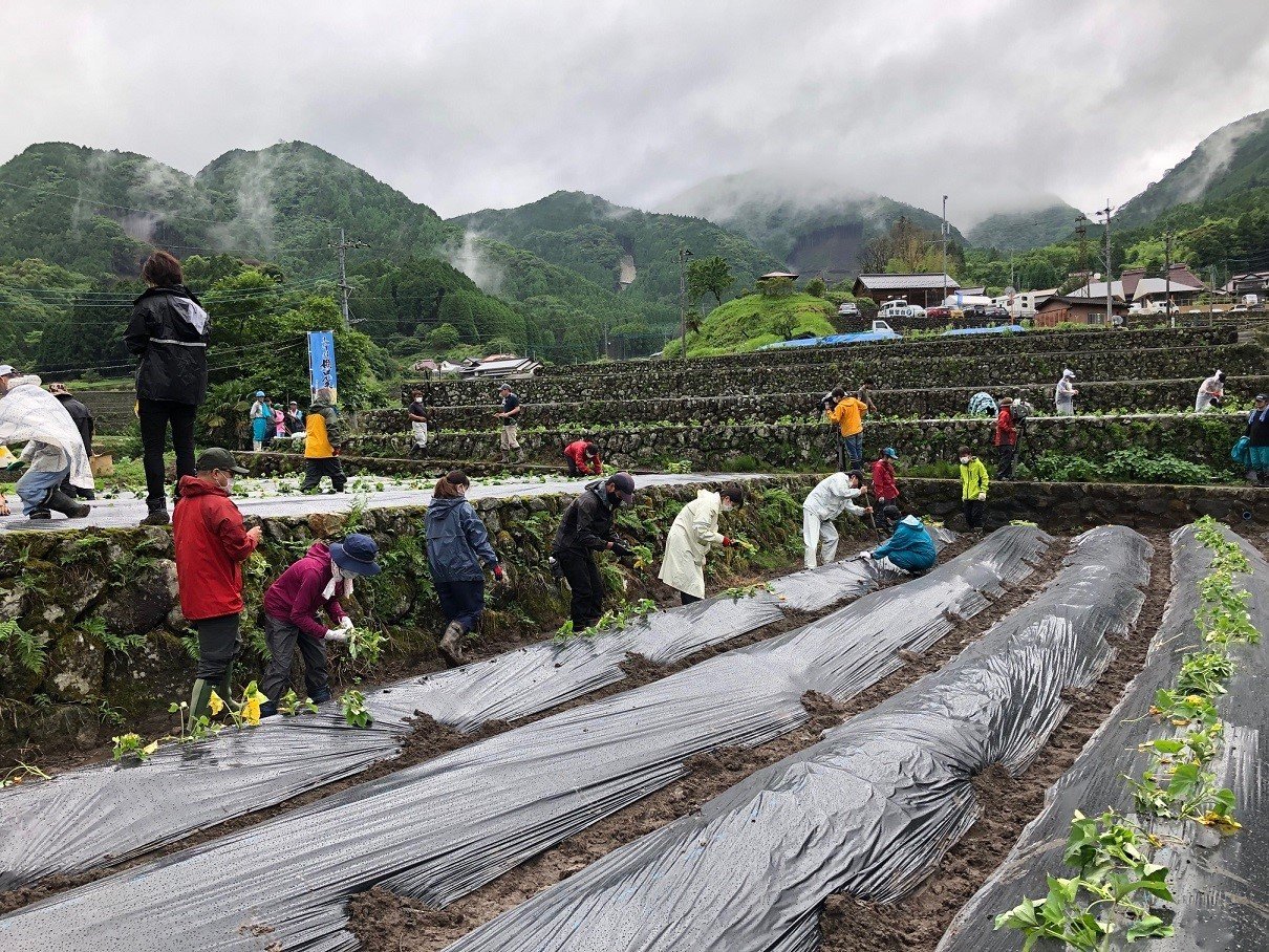 Support for planting sweet potato seedlings for making shochu at the terraced rice fields in Toho-mura, Fukuoka prefecture