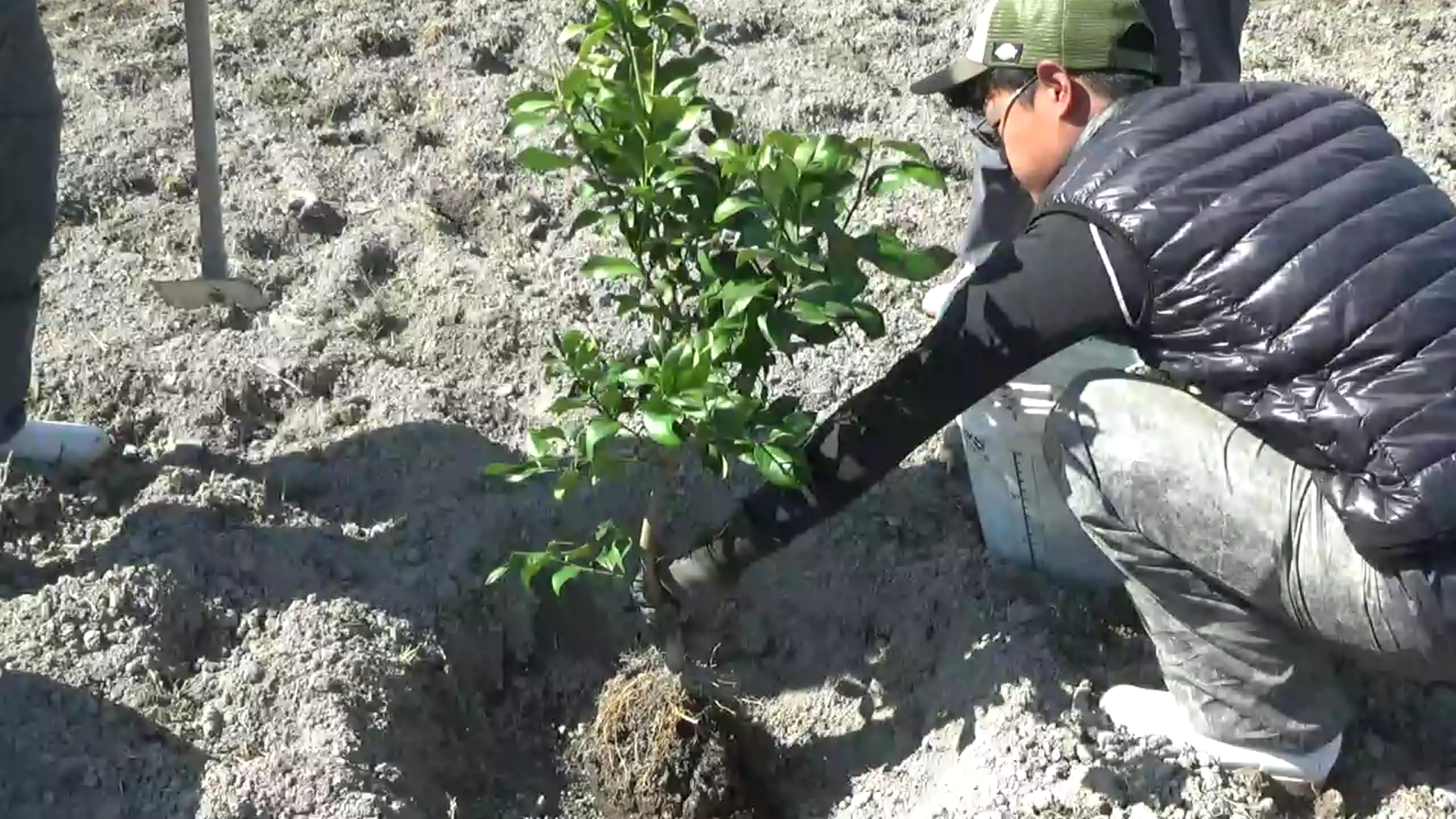 Supporting production areas to increase production of domestically produced lemons