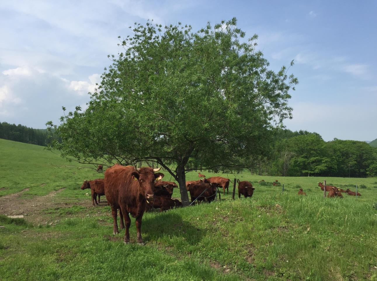 Co-op Deli supports the production of Organic JAS certified cattle