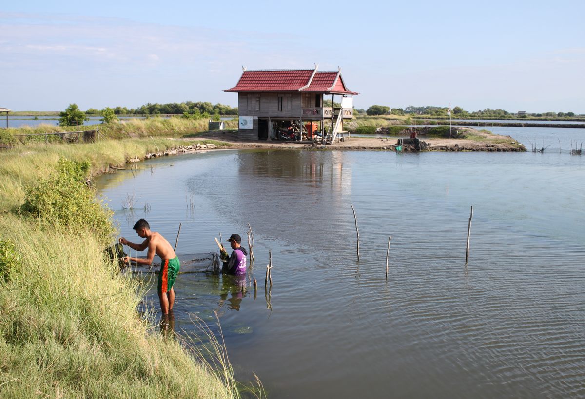 Sulawesi Island Shrimp Farming Improvement Project