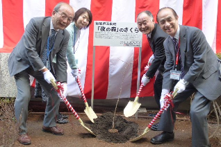 Yonomori Cherry Blossom Project