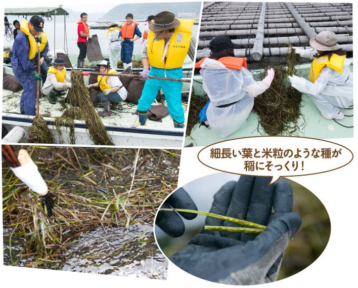 海面を漂うアマモを回収している様子