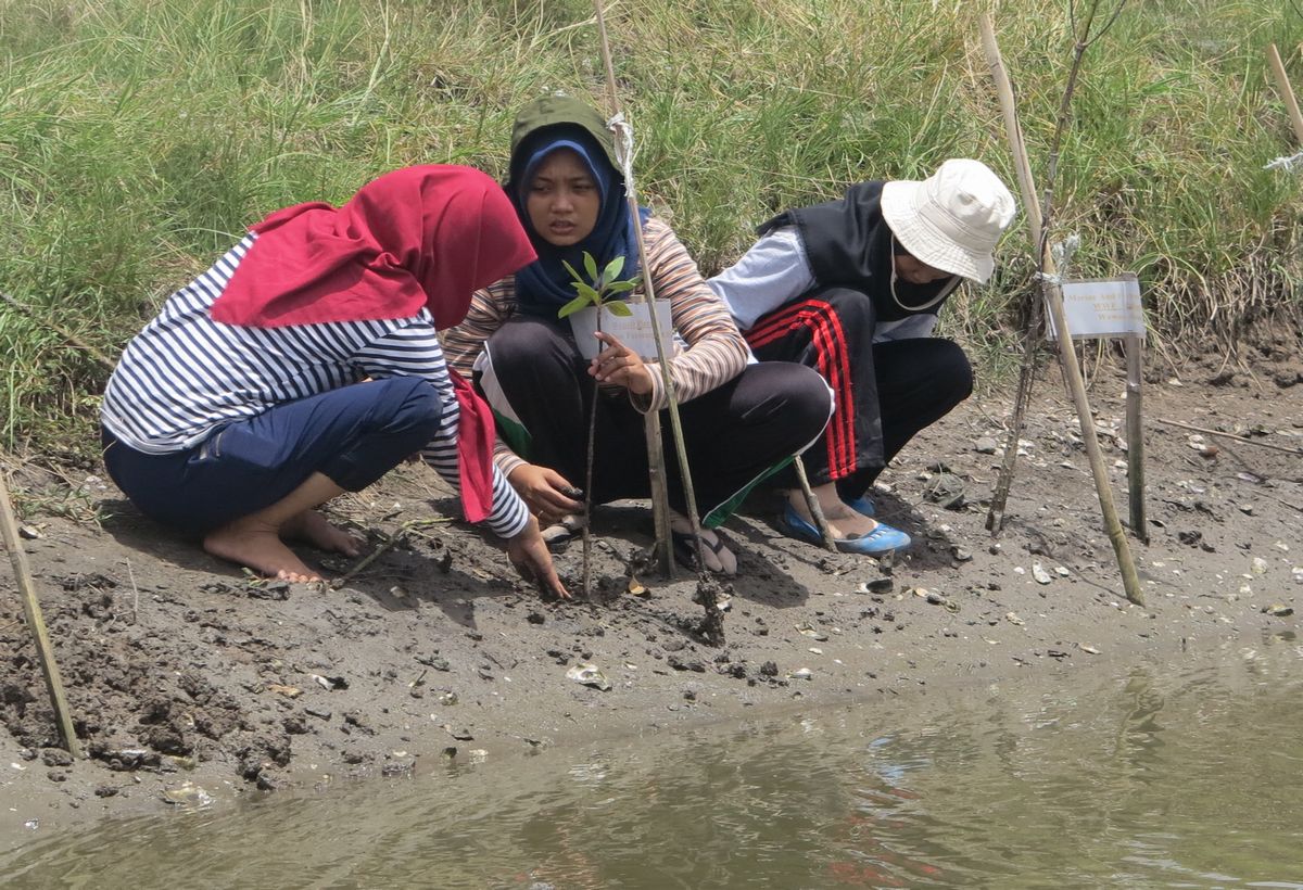 マングローブ再生 ©WWF-Indonesia