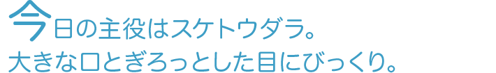 今日の主役はスケトウダラ。大きな口とぎろっとした目にびっくり。