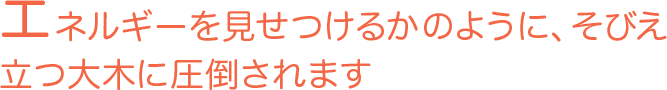 エネルギーを見せつけるかのように、そびえ立つ大木に圧倒されます