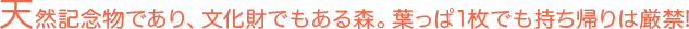 天然記念物であり、文化財でもある森。葉っぱ1枚でも持ち帰りは厳禁！