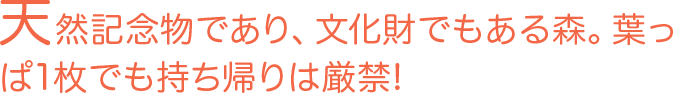 天然記念物であり、文化財でもある森。葉っぱ1枚でも持ち帰りは厳禁！