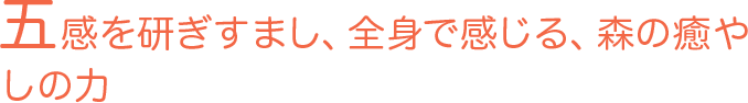 五感を研ぎすまし、全身で感じる、森の癒やしの力