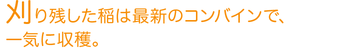 刈り残した稲は最新のコンバインで、一気に収穫。