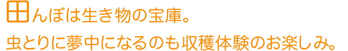 田んぼは生き物の宝庫。虫とりに夢中になるのも収穫体験のお楽しみ。