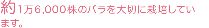 約1万6,000株のバラを大切に栽培しています。