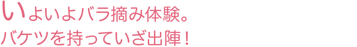 いよいよバラ摘み体験。バケツを持っていざ出陣！