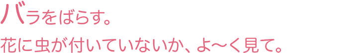 バラをばらす。花に虫が付いていないか、よ～く見て。