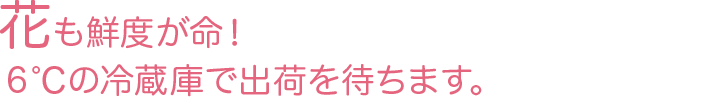 花も鮮度が命！ 6℃の冷蔵庫で出荷を待ちます。